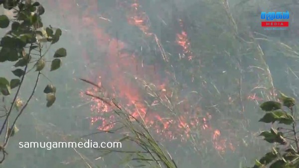 பண்ணையில் ஏற்பட்ட தீ விபத்தால் பல ஏக்கர் புற்தரை தீயில் எரிந்து நாசம்! SamugamMedia 